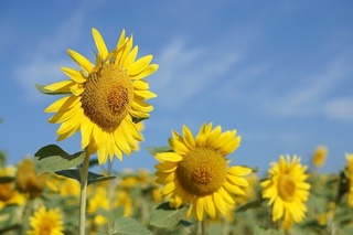 DSC04111.jpg